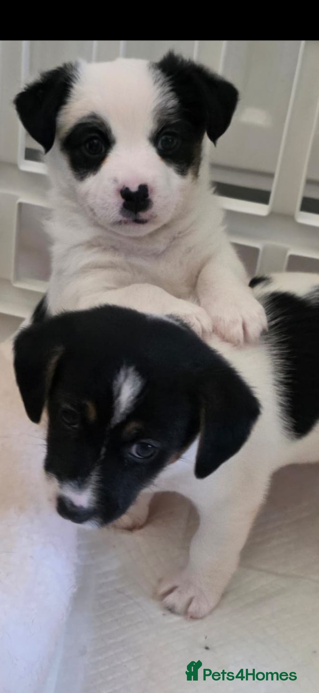 Jack Russell dogs for sale: Jack Russell puppies  - Image 23