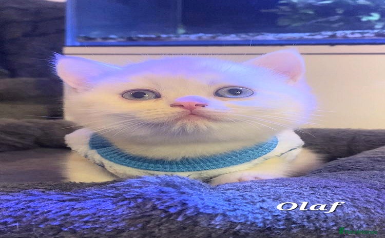 British Shorthair cats - Advert 2