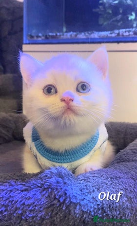 British Shorthair cats - Advert 2