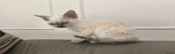 Devon Rex cats for sale: No longer available💙Blue Point Devon Rex Boy 💙 - Advert 8