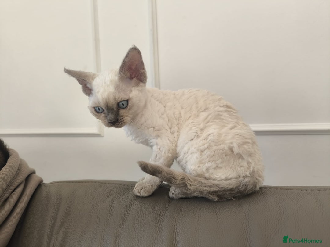 Devon Rex cats for sale: Blue Point Devon Rex Boy 💙 - Image 8