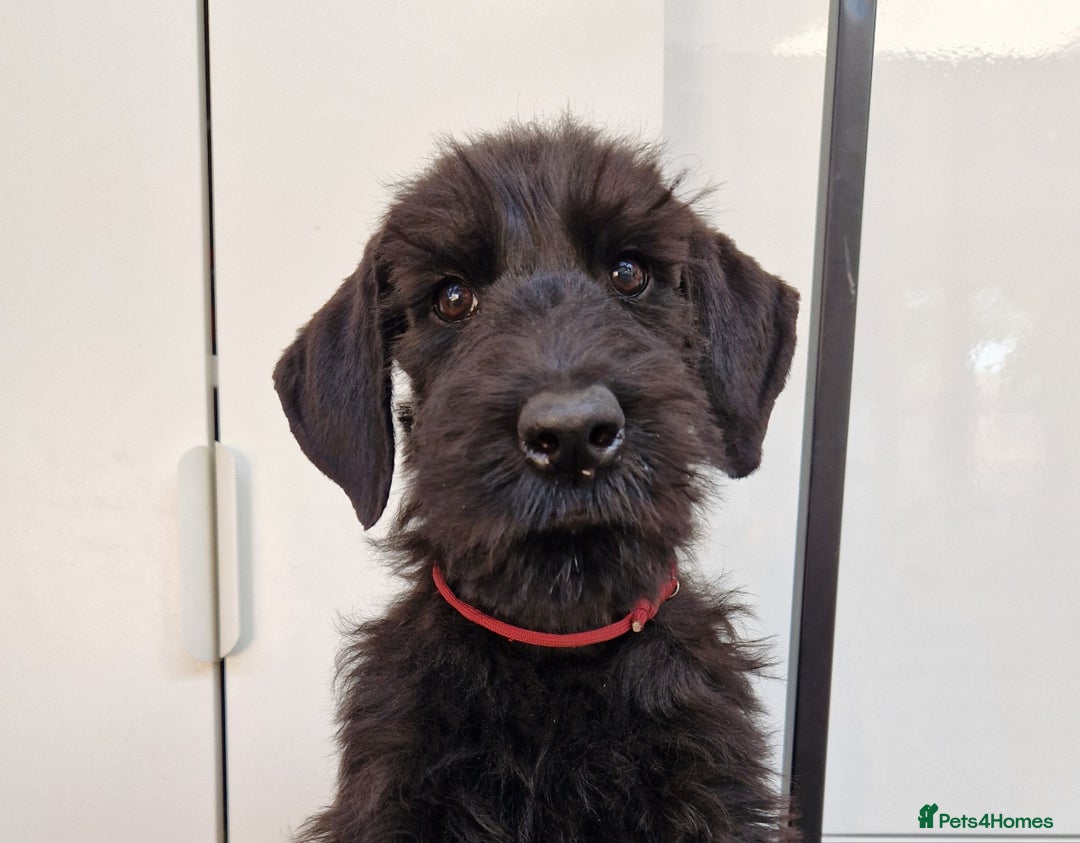 Giant Schnauzer dogs for sale: Fully Vaccinated KC Giant Schnauzer females  - Image 1