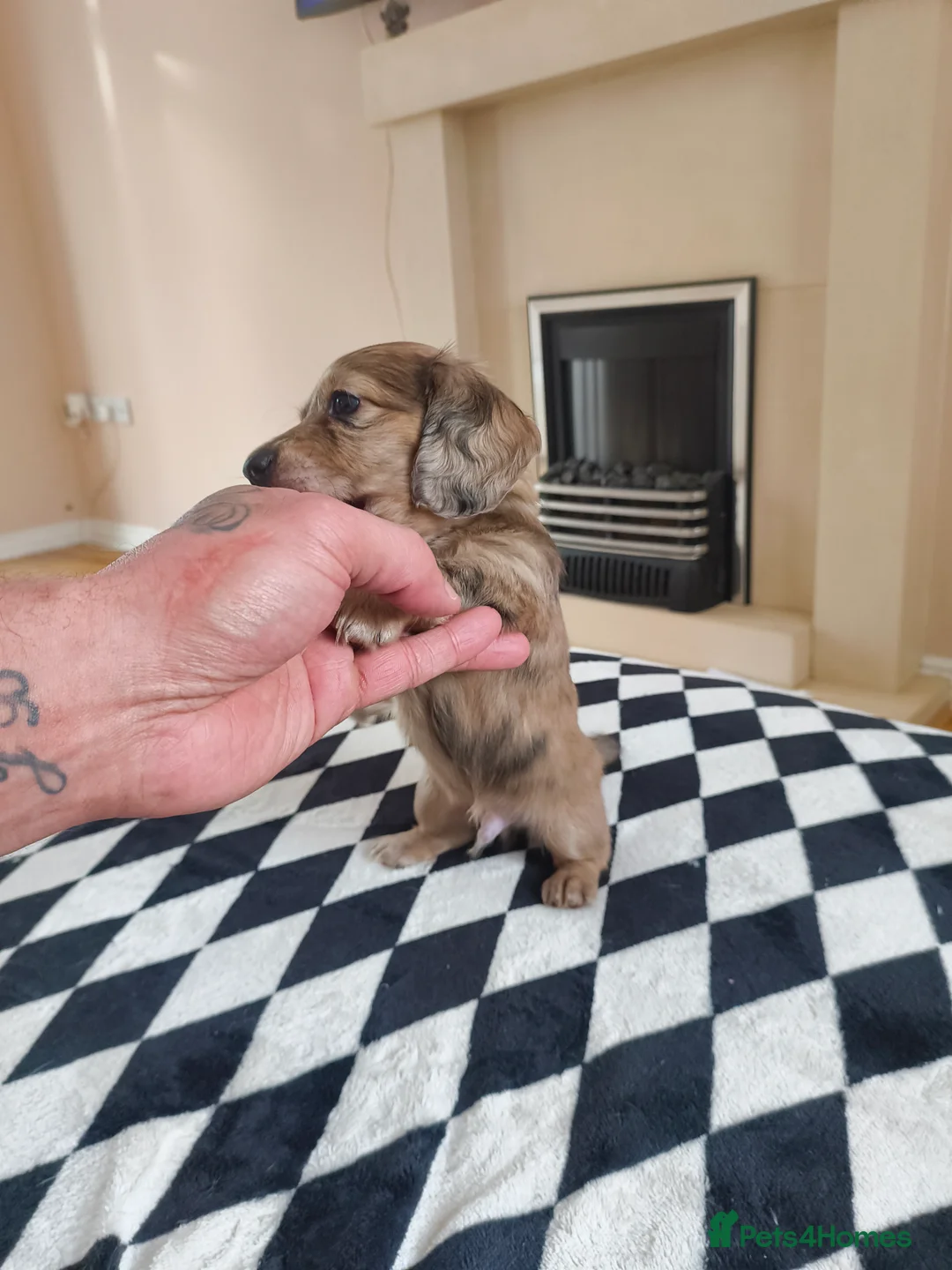 Dachshund dogs for sale: Long haired daschaunds  - Advert 2