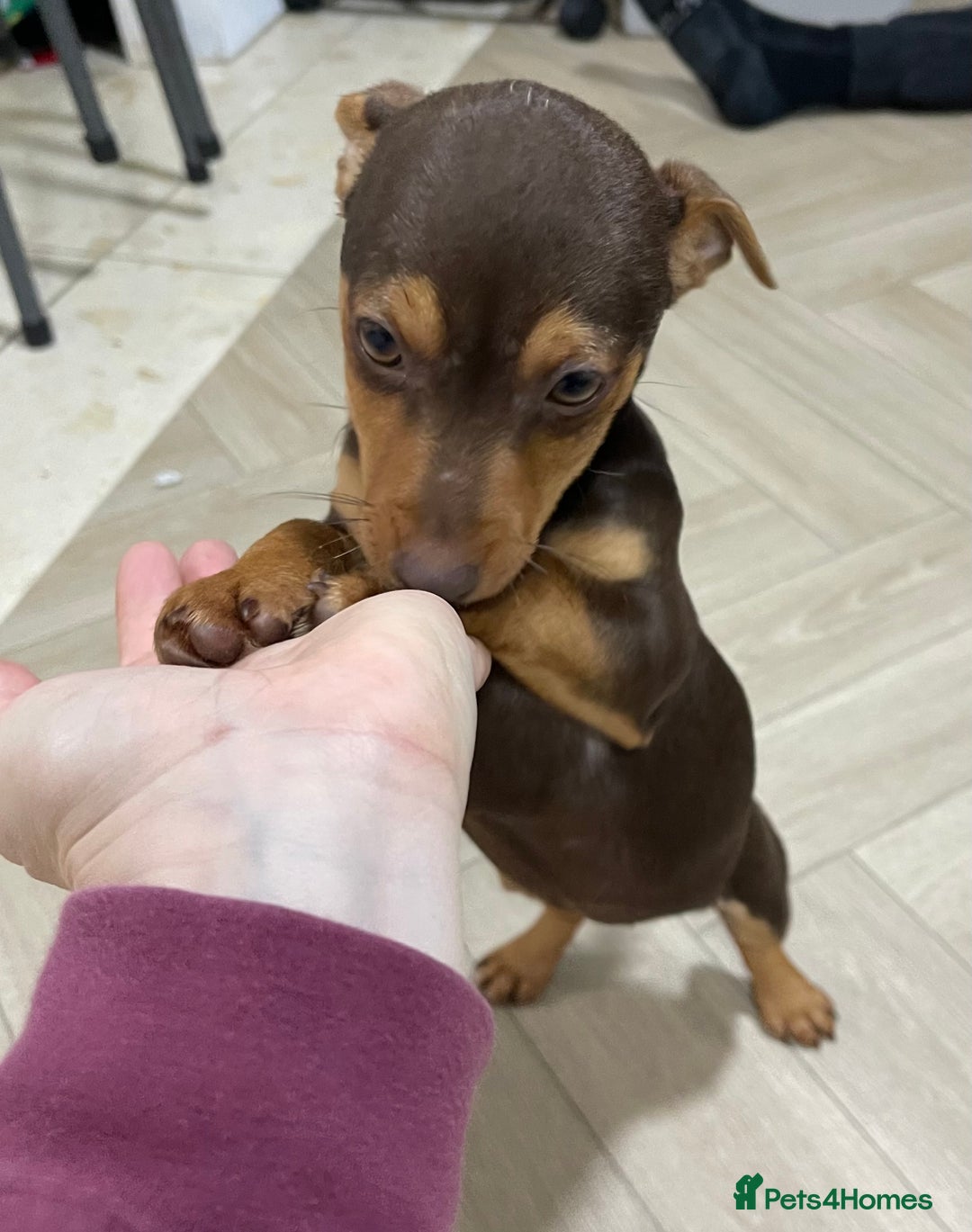 Jack Russell dogs for sale: Beautiful chocolate Jack Russell female puppies  - Advert 5