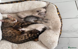 Bengal cats for sale: Beautiful boy remaining ready to go  - Image 5