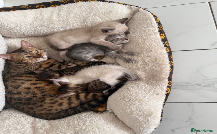 Bengal cats - Advert 7