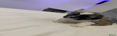 Shih Tzu 2