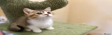 Munchkin 6