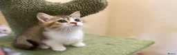 Munchkin cats for sale: Full Pedigree Munchkin Kittens - Advert 33