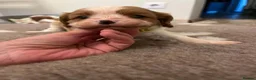 Cavalier King Charles Spaniel dogs for sale: King Cavalier Spaniels  - Advert 4