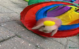 Mini Lop rabbits for sale: Buck  - Advert 4