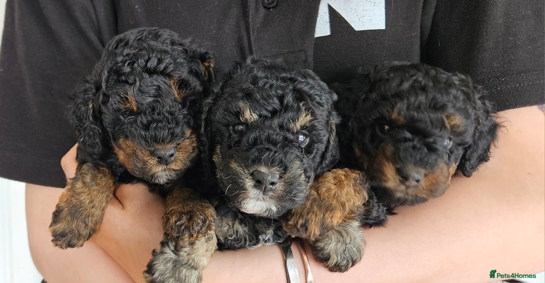 Toy Poodle dogs for sale: KC Black/Tan, Black/Cream Toy Poodles, READY NOW! in Morpeth - Image 4