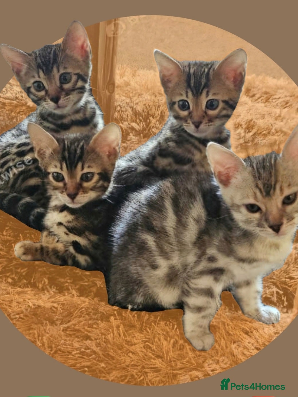 Bengal cats Active Tica Registered Bengal kittens  - Advert 1