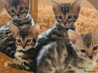 Bengal cats Active Tica Registered Bengal kittens - Advert 10