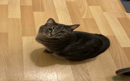 Domestic Shorthair cats for sale: 🐾 Loving Home for Milo🐾 (w automatic litterbox)  - Image 4