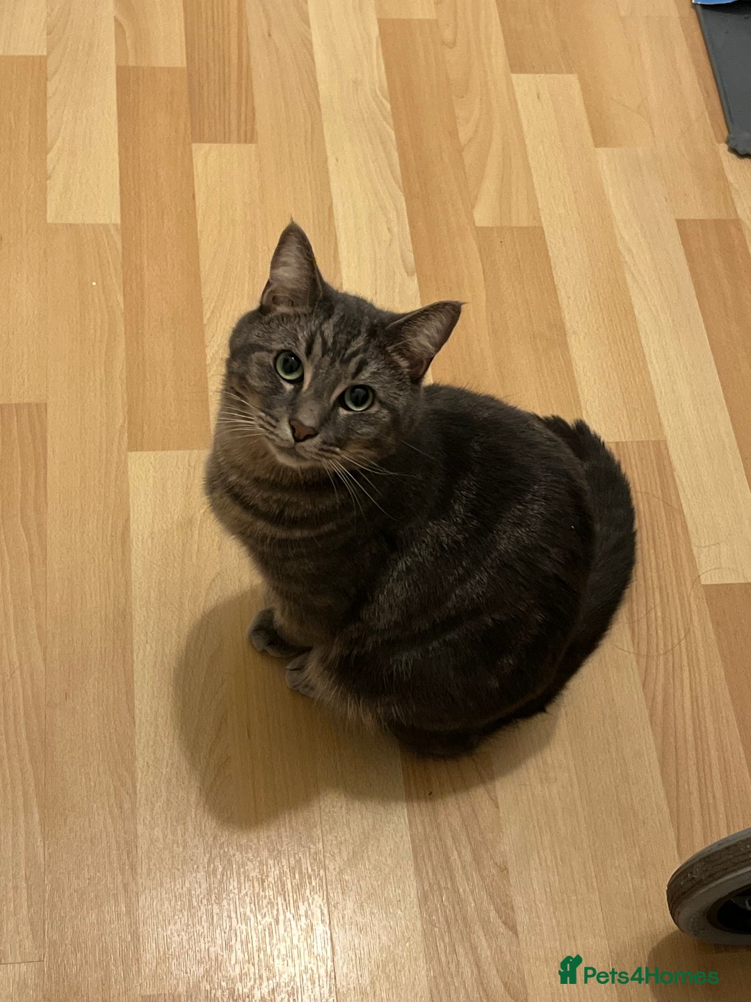 Domestic Shorthair cats for sale: 🐾 Loving Home for Milo🐾 (w automatic litterbox)  - Image 4