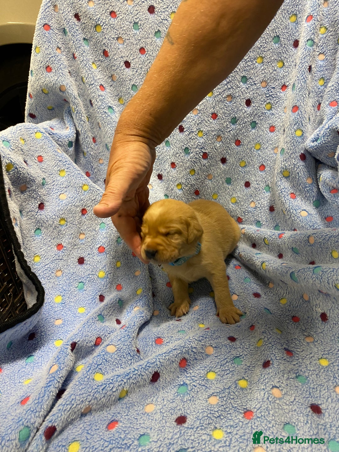 Labrador Retriever dogs for sale: Stunning Litter from working parents KC reg - Image 13