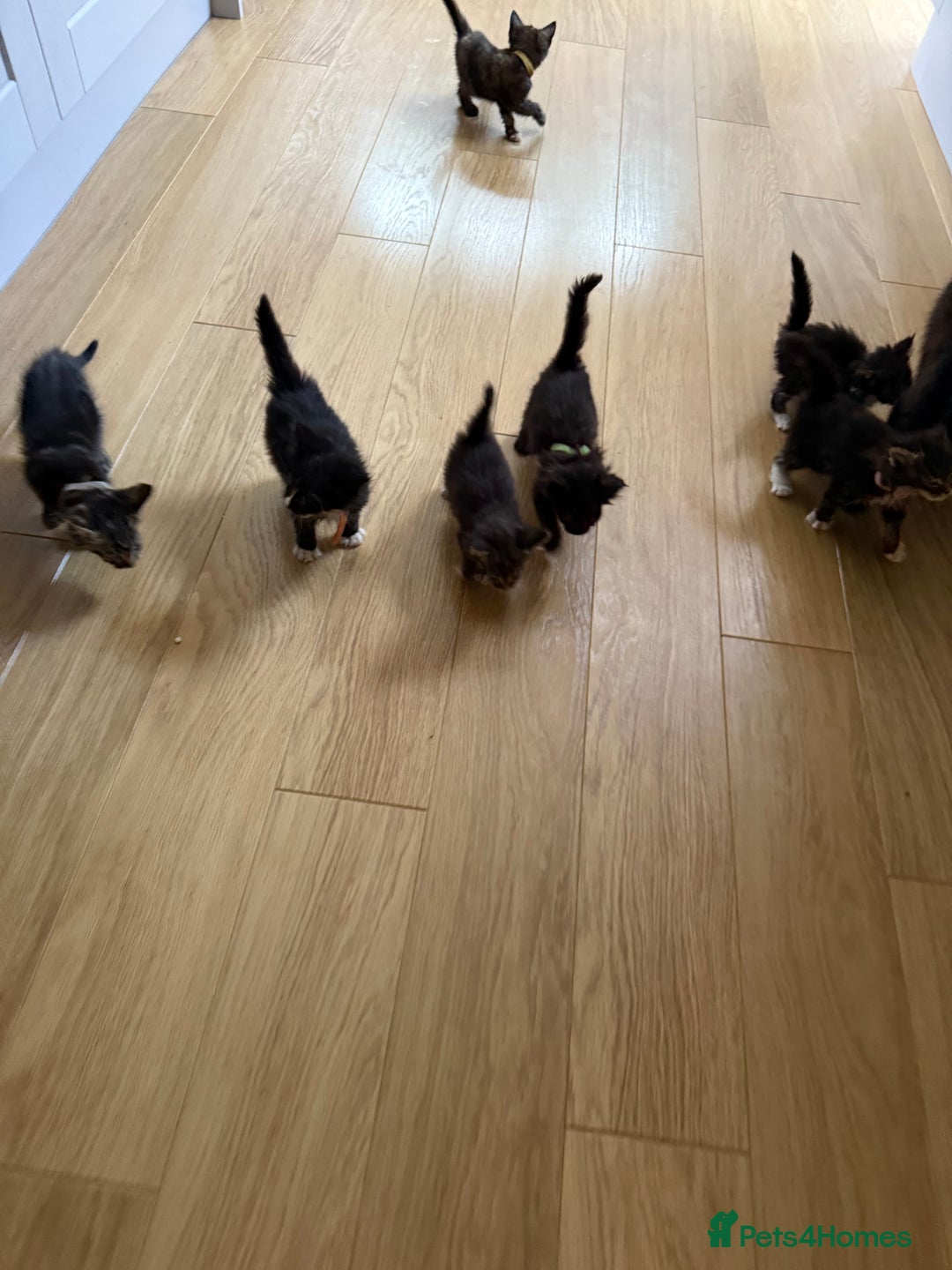 Mixed Breed cats for sale: Mixes breed kittens for sale  - Image 7