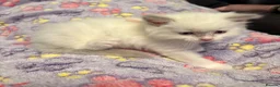Ragdoll cats for sale: Pure Ragdoll Kittens - Advert 4