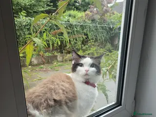 Ragdoll cats Stunning ragdoll Boy for Stud - Advert 8