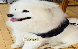 Samoyed dogs for sale: 🐾Adorable Samoyed puppies-ready soon! - Image 10
