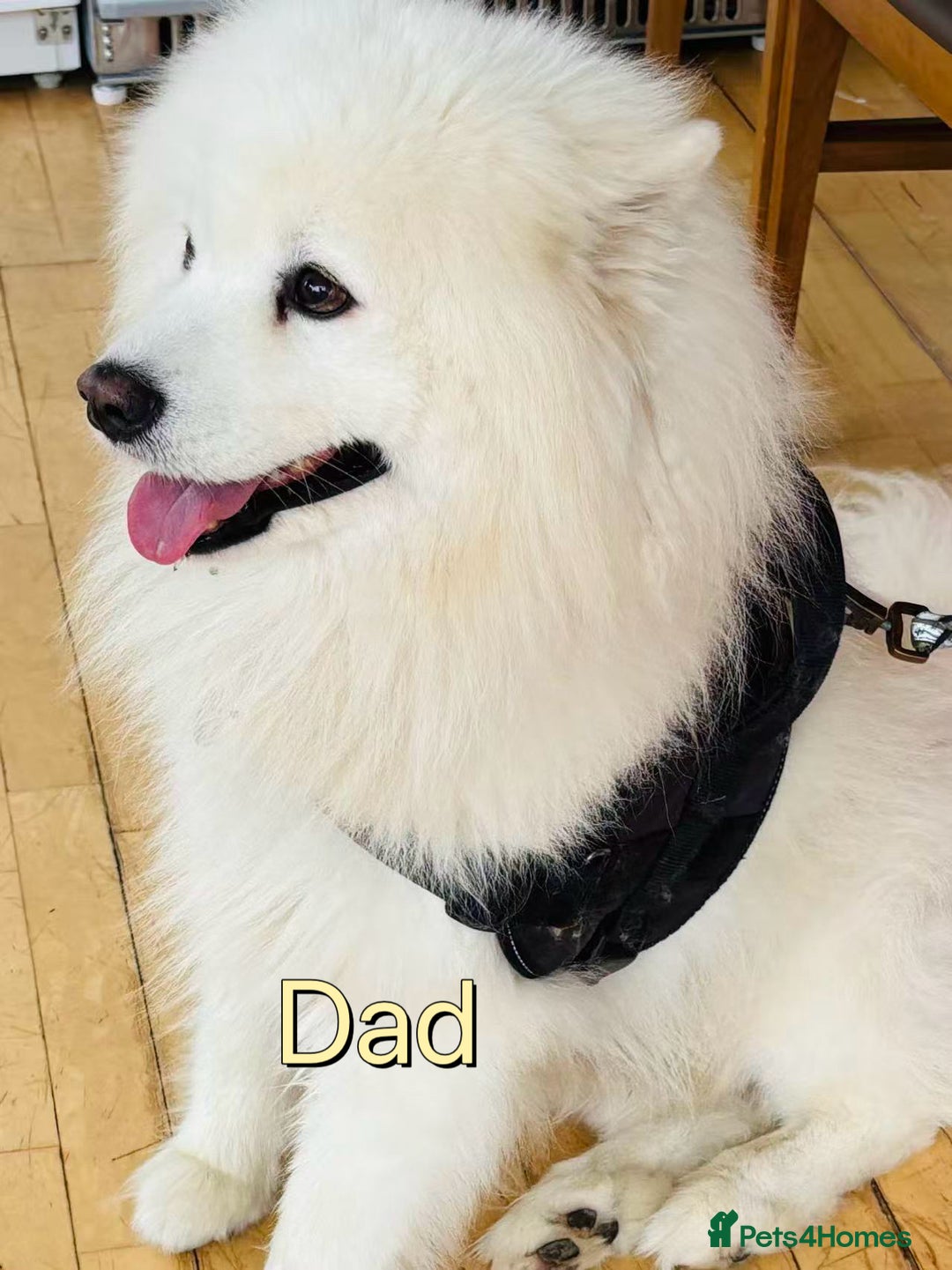 Samoyed dogs for sale: 🐾Adorable Samoyed puppies-ready soon! - Image 10