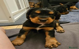 Cocker Spaniel dogs for sale: Working Cocker Spaniel Puppies  - Image 5