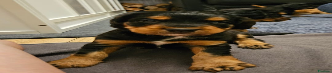 Cocker Spaniel Puppy 4