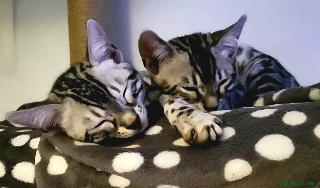 Bengal cats for sale: Beautiful Silver Bengal kittens - Advert 2