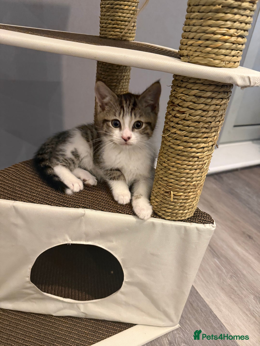 Mixed Breed cats for sale: Male kitten for sale  - Advert 8