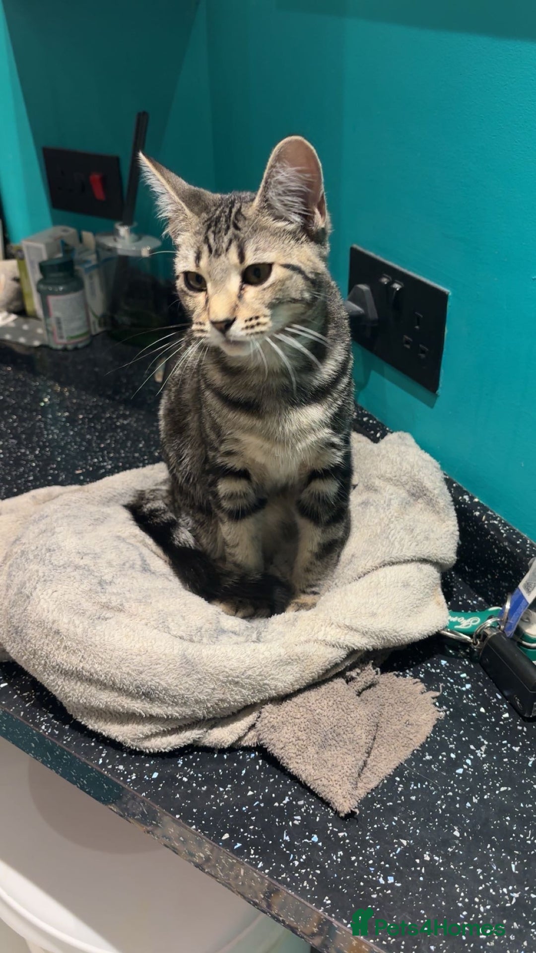 British Shorthair cats for sale: 2 kittens for sale  - Advert 7