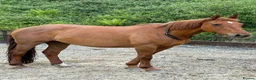 British Warmblood horses for sale: AES Registered warmblood mare  - Advert 6