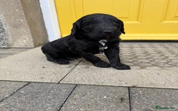 Mixed Breed dogs for sale: 🐾F3 Irish X Australian Labradoodle Puppies  - Image 8