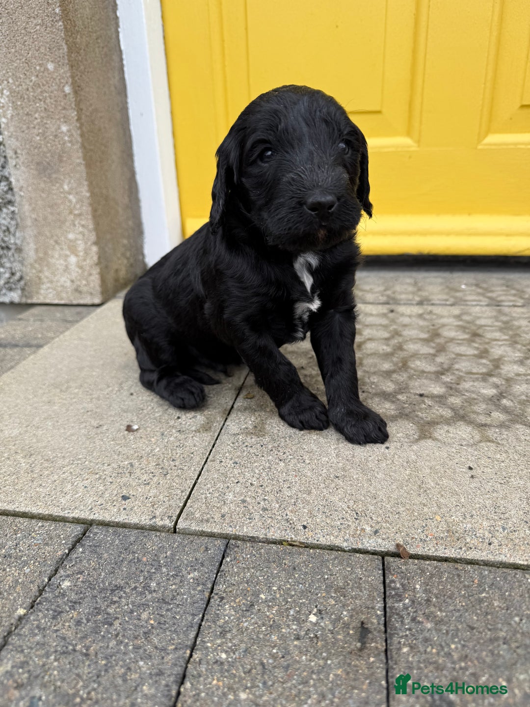 Mixed Breed dogs for sale: 🐾F3 Irish X Australian Labradoodle Puppies  - Image 8