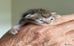 Bengal cats for sale: Bengal kittens  - Image 4