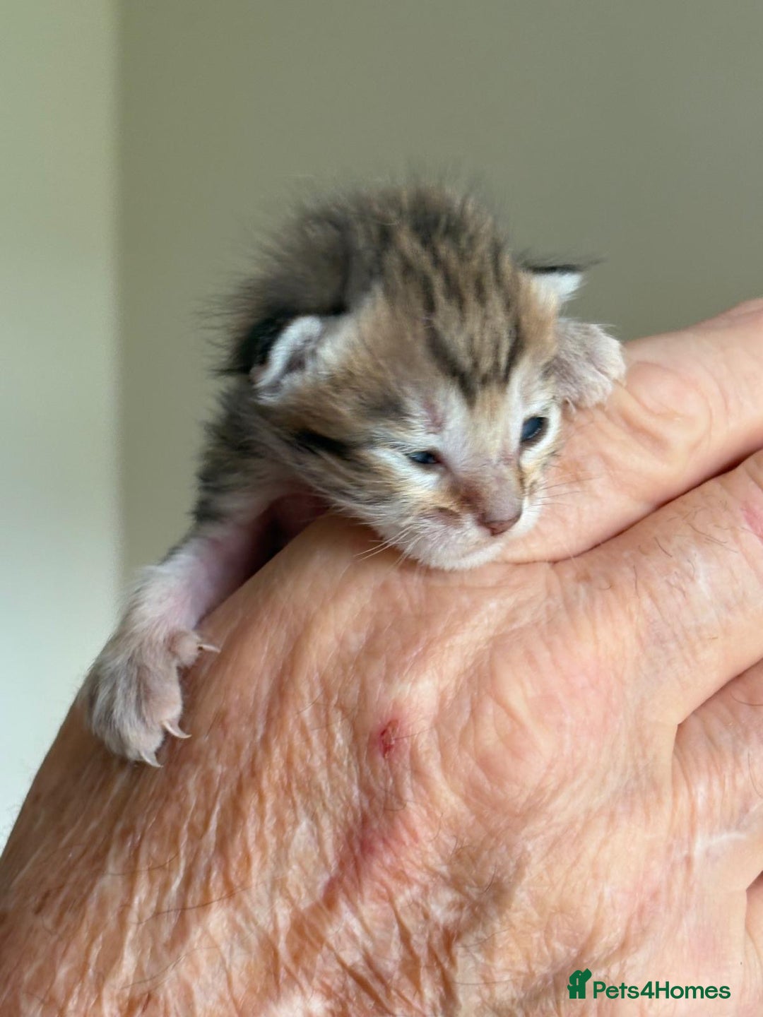 Bengal cats for sale: Bengal kittens  - Image 4