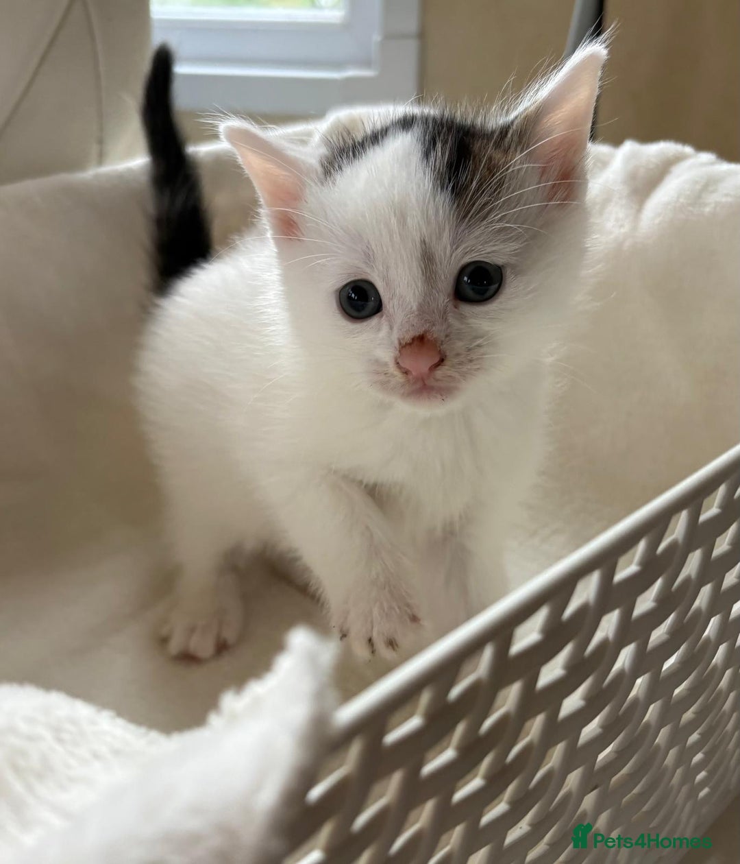 British Shorthair cats for sale: British Shorthair Kittens!  - Image 19