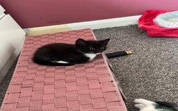 Mixed Breed cats for sale: Tuxedo kitten looking for a new home - Image 10