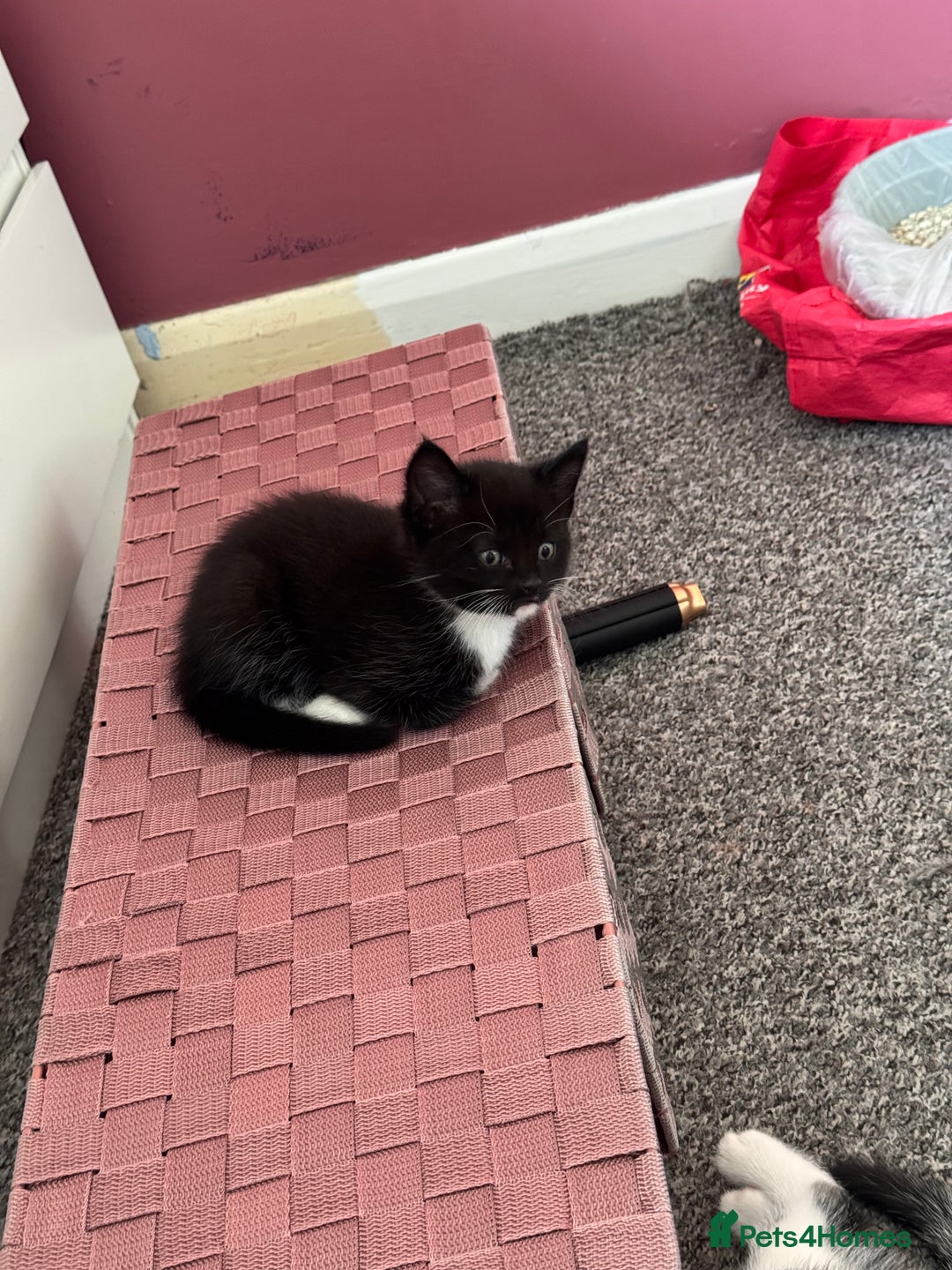 Mixed Breed cats for sale: Tuxedo kitten looking for a new home - Image 10
