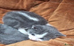British Longhair cats for sale: Tabby mix kittens - Image 8