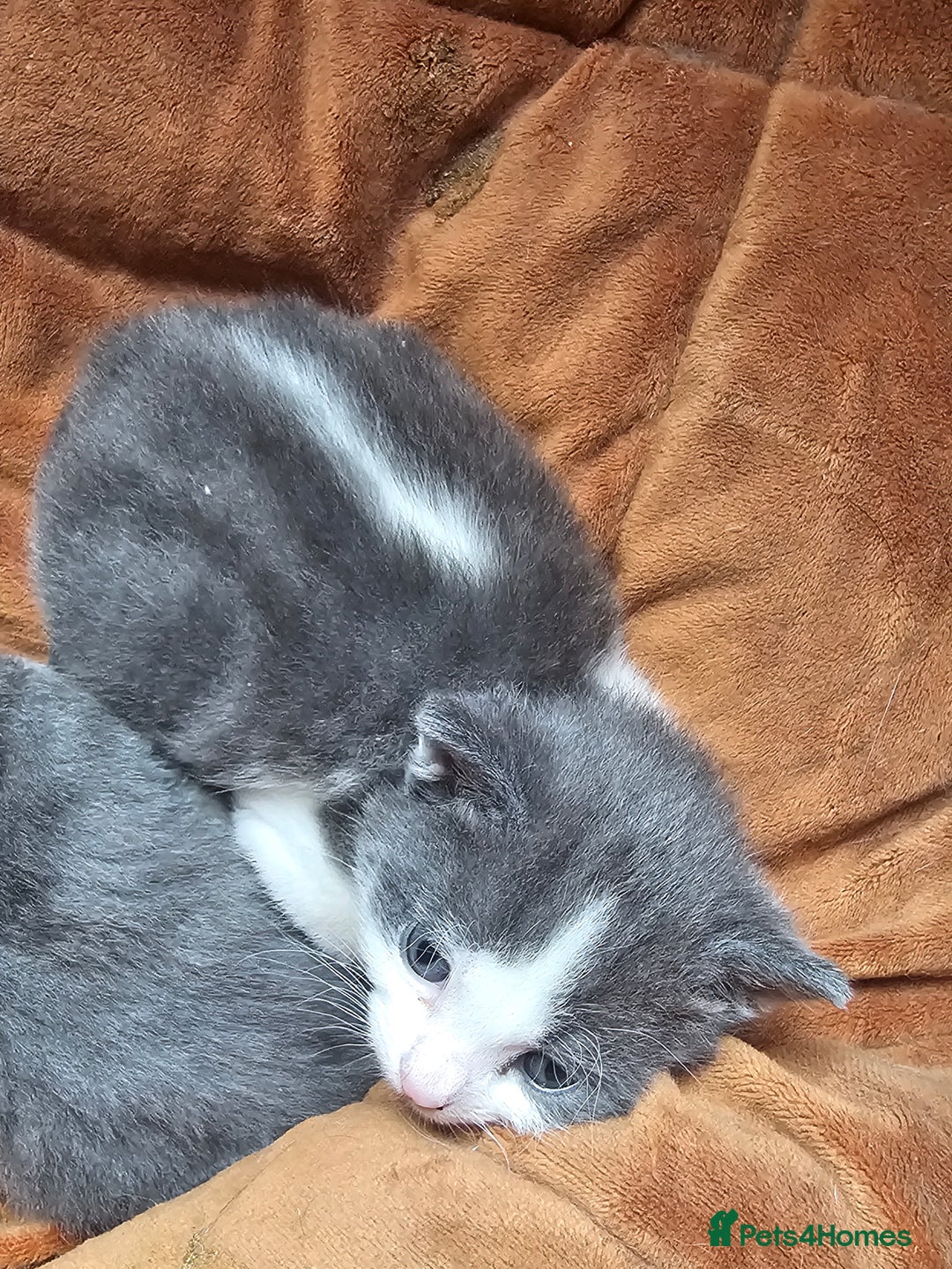 British Longhair cats for sale: Tabby mix kittens - Image 8
