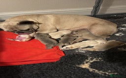 French Bulldog dogs for sale: kc registered french bulldogs - Image 10