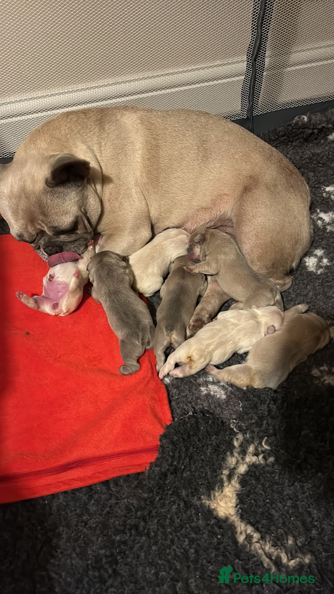 French Bulldog dogs for sale: kc registered french bulldogs - Image 10