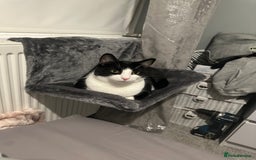 Domestic Shorthair cats for sale: 2 year old male cat - Image 21