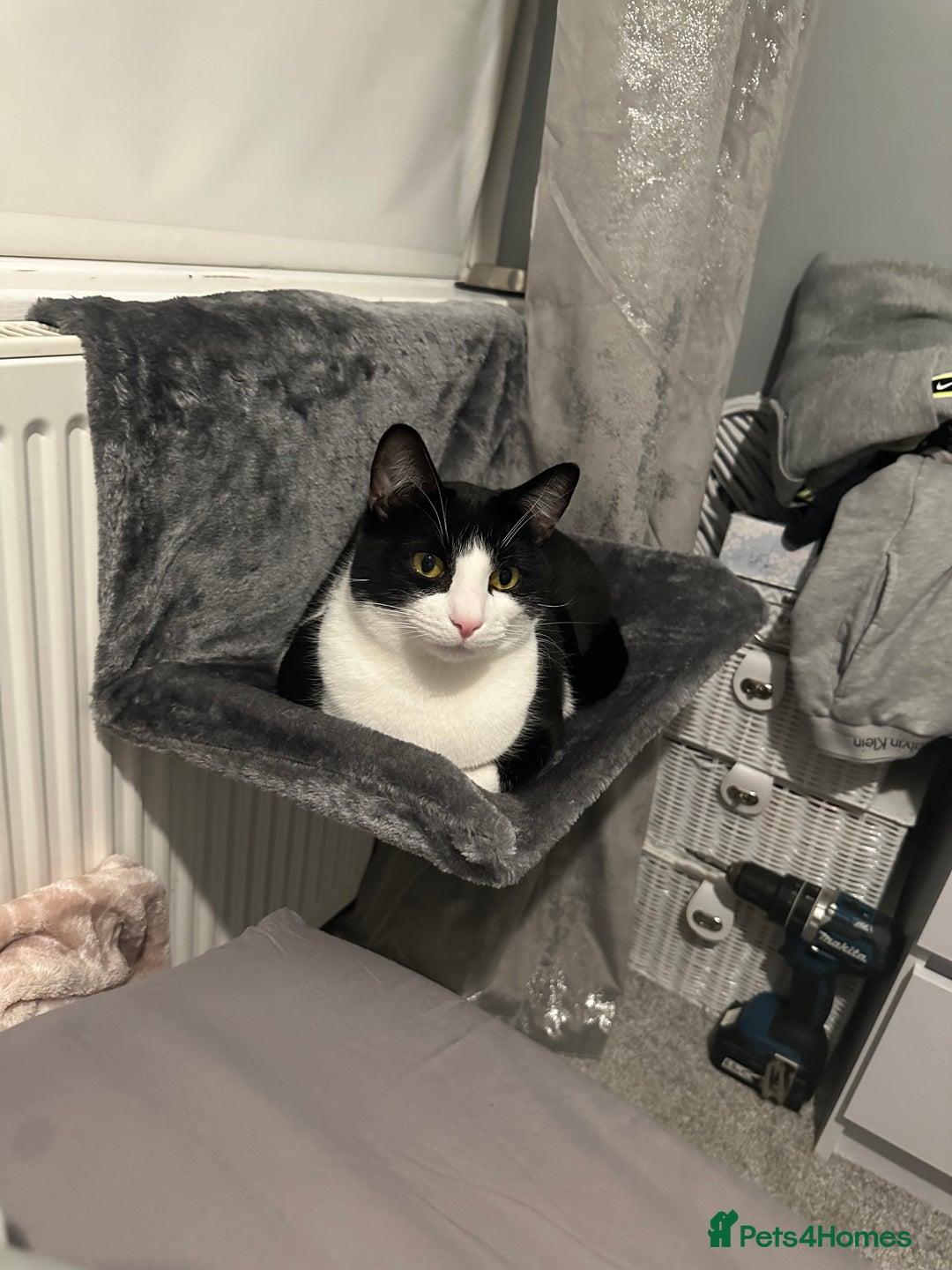 Domestic Shorthair cats for sale: 2 year old male cat - Image 21