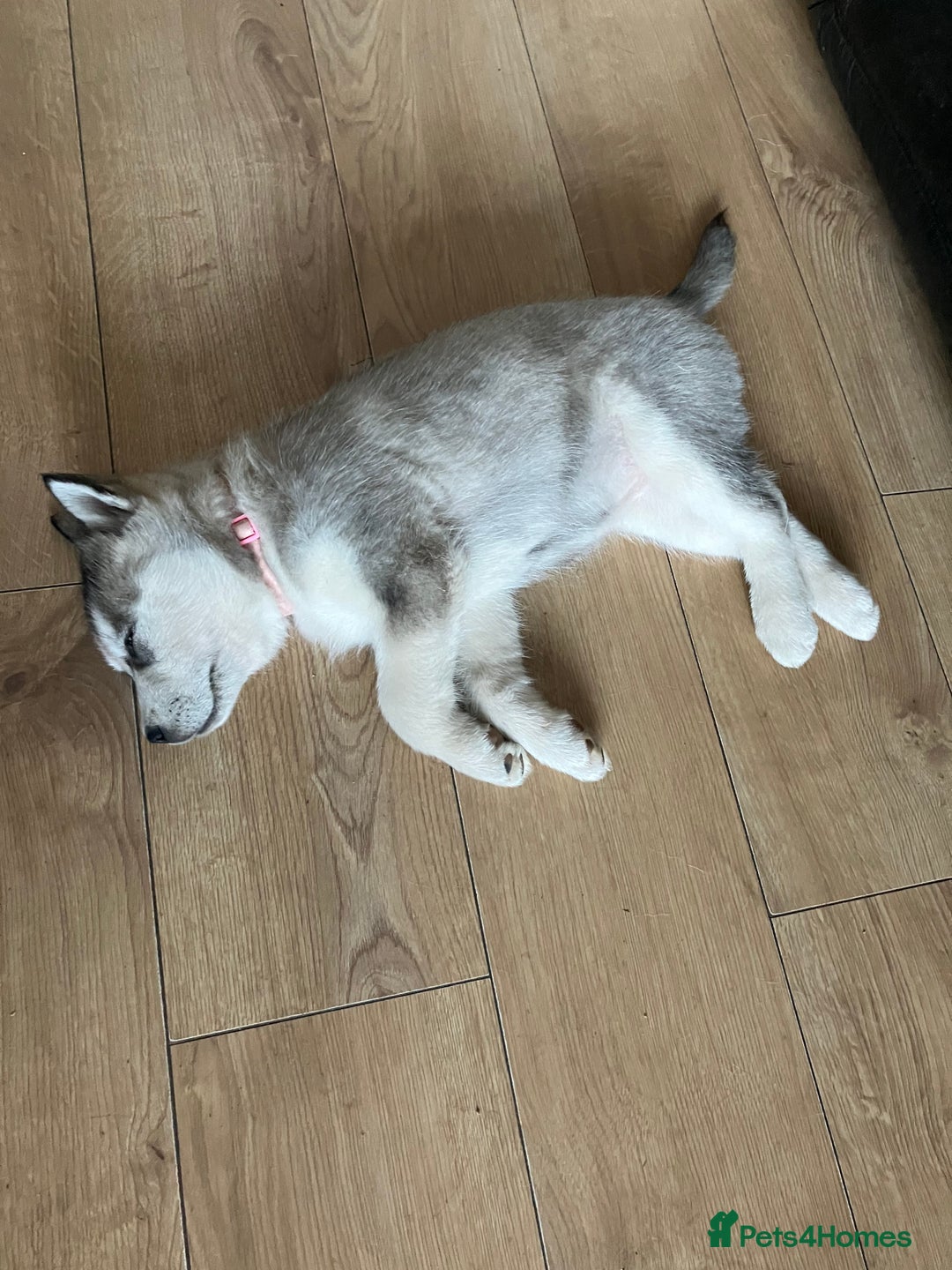 Siberian Husky dogs for sale: Beautiful husky puppies ready for their new homes  - Advert 9