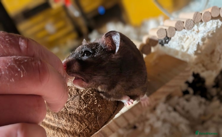 Hamster rodents - Advert 1