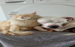 Maine Coon cats for sale: Maine coon kittens 3/4  - Image 8