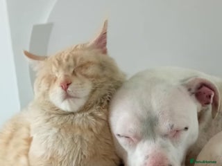 Maine Coon cats - Advert 9