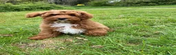 Mixed Breed dogs for sale: Stunning Australian Double Doodles - Advert 4